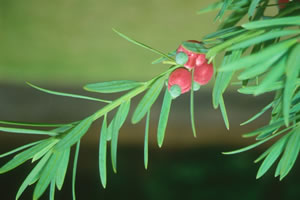 Podocarpus Elongatus - Indigenous plant nursery